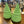 Load image into Gallery viewer, 113-51 Christmas Tree Candles - Flickering Aromas
