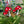 Load image into Gallery viewer, 134-02 Red Mushroom Plant Picks - Tevlan Glass
