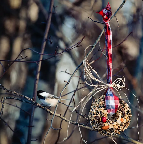 137-01 Mixed Seed Round Wreath - Birdie Numnum