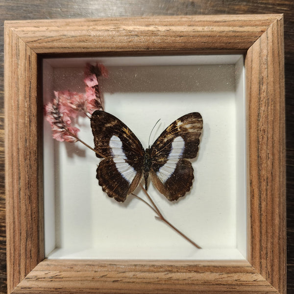 136-01 Butterfly Floral Art - Bespoke YEG