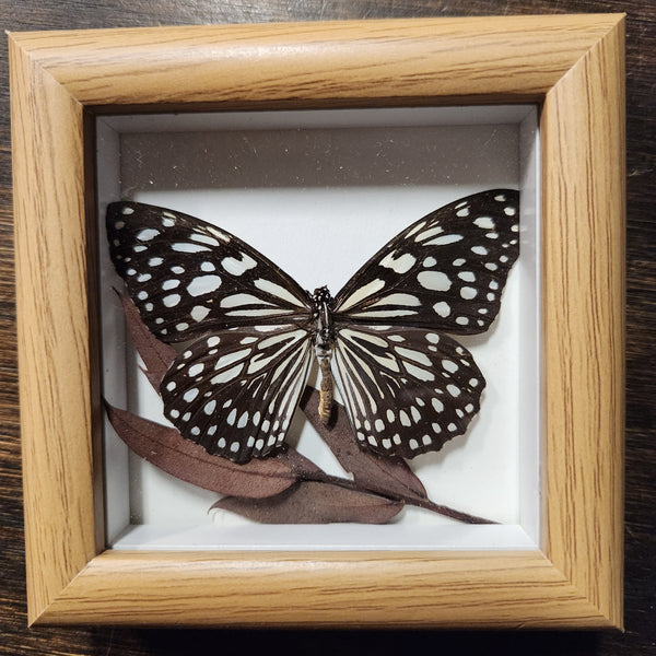 136-01 Butterfly Floral Art - Bespoke YEG